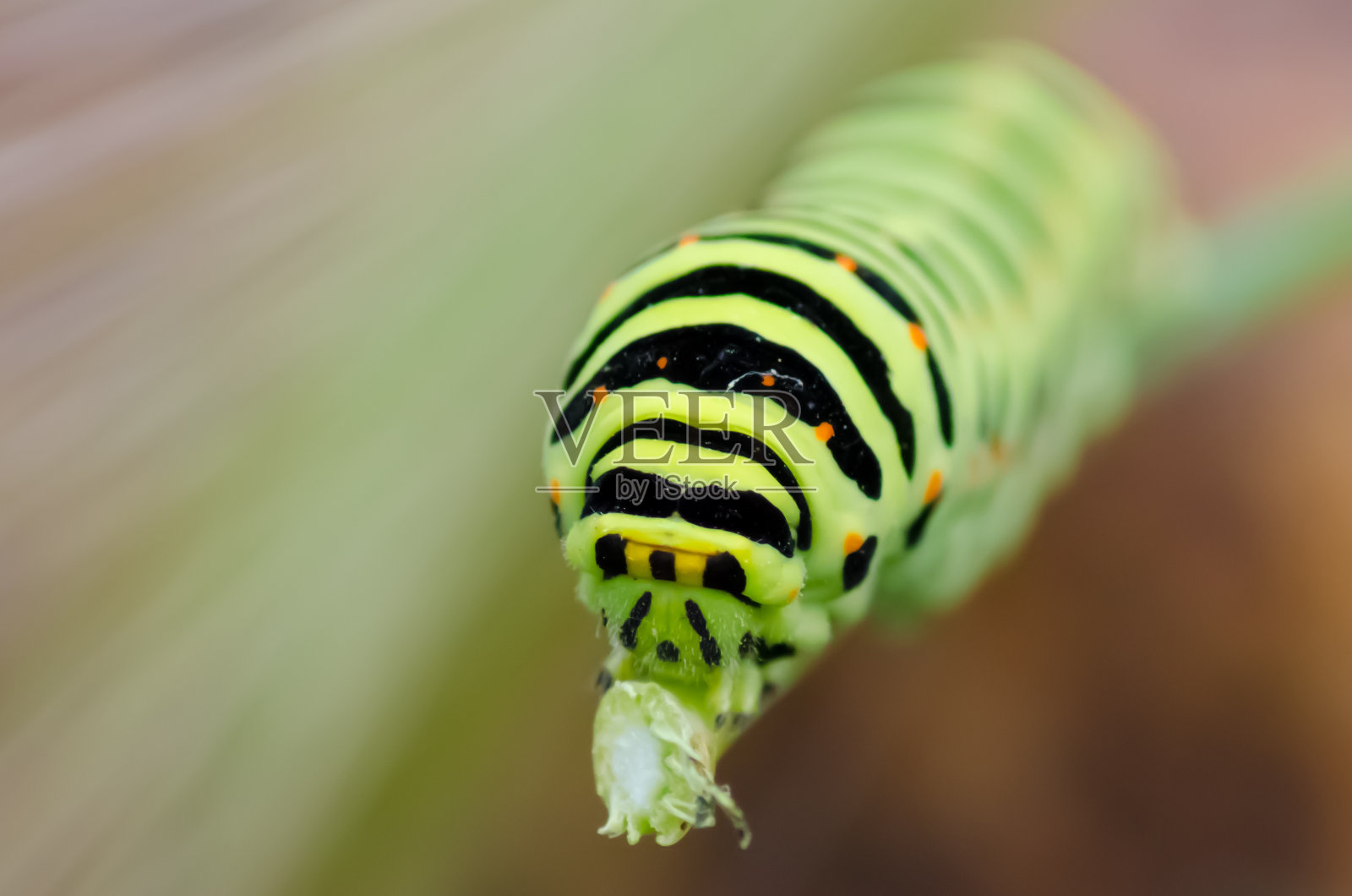 卡特彼勒Machaon照片摄影图片