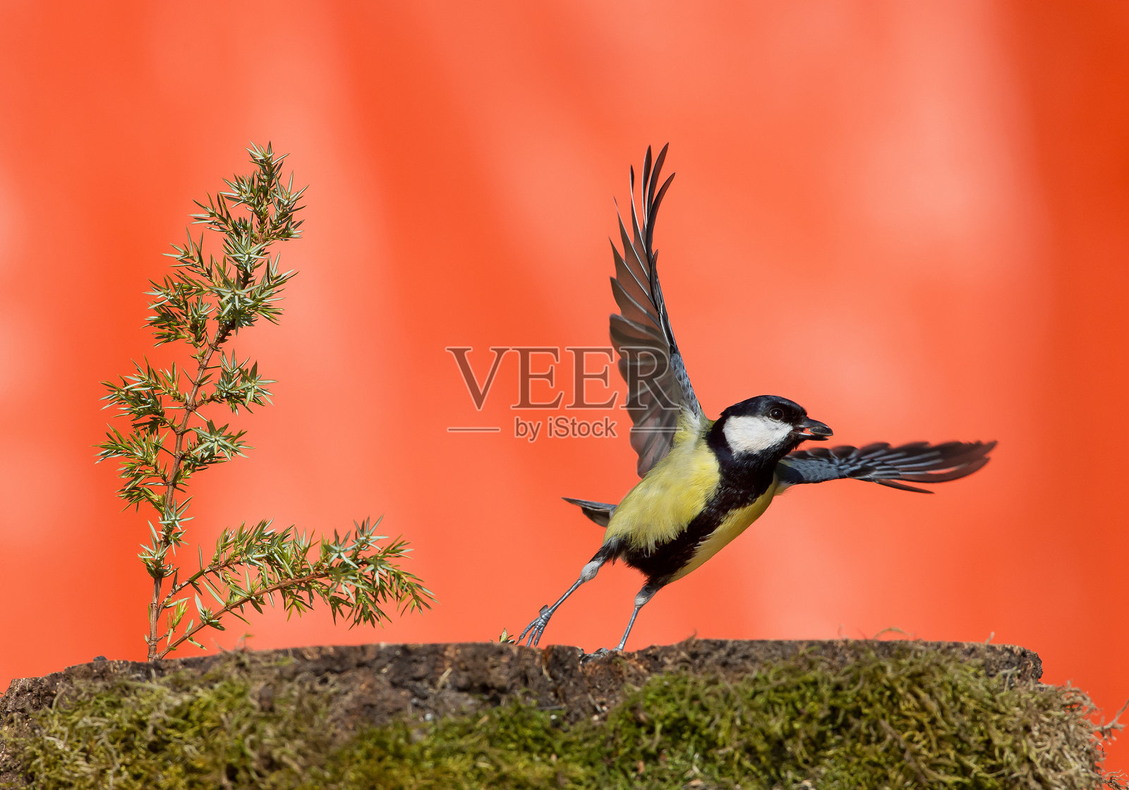 大山雀起飞照片摄影图片