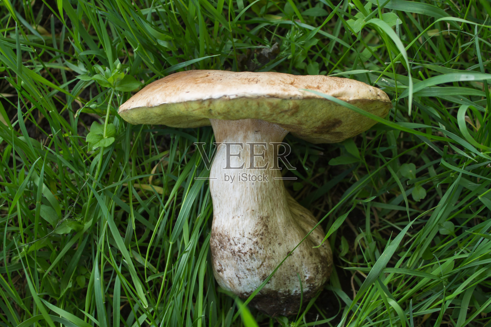 大白蘑菇躺在草地上特写。照片摄影图片