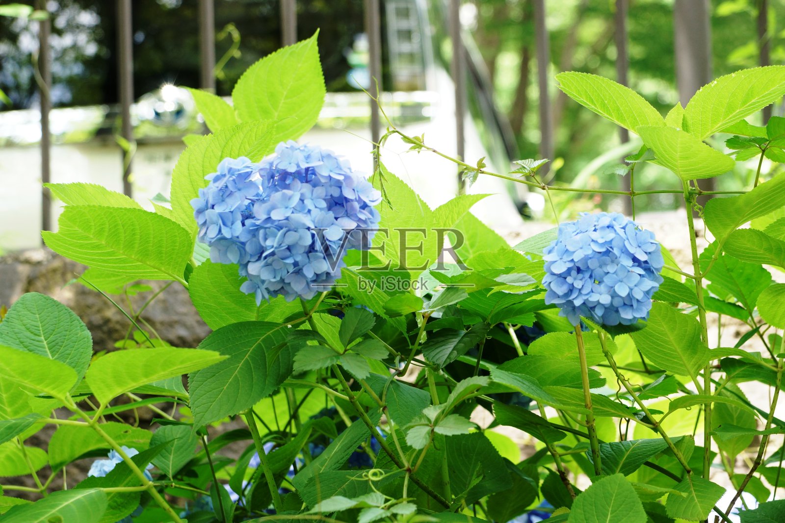 绣球花照片摄影图片