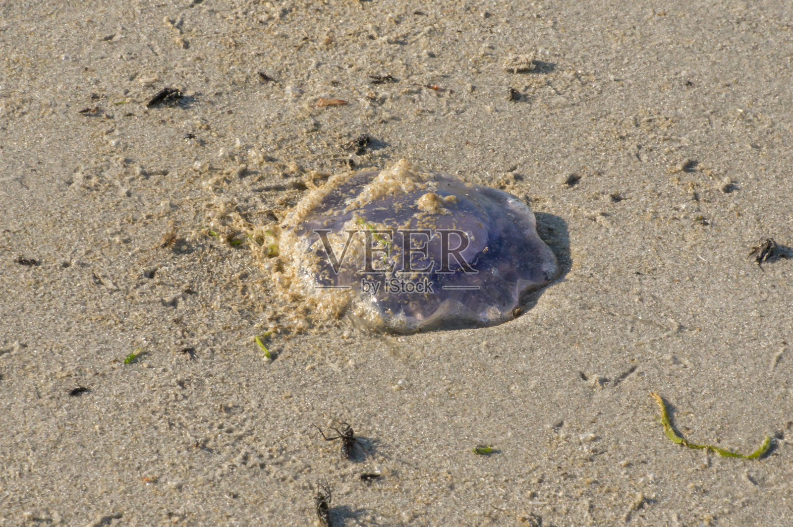 海滩上的水母照片摄影图片