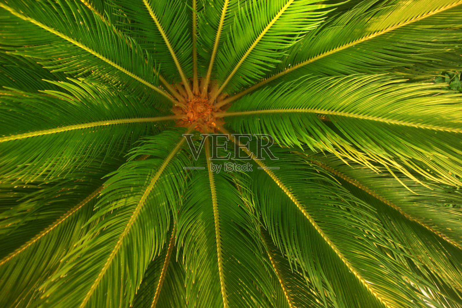 墨西哥马萨特兰蕨棕榈照片摄影图片