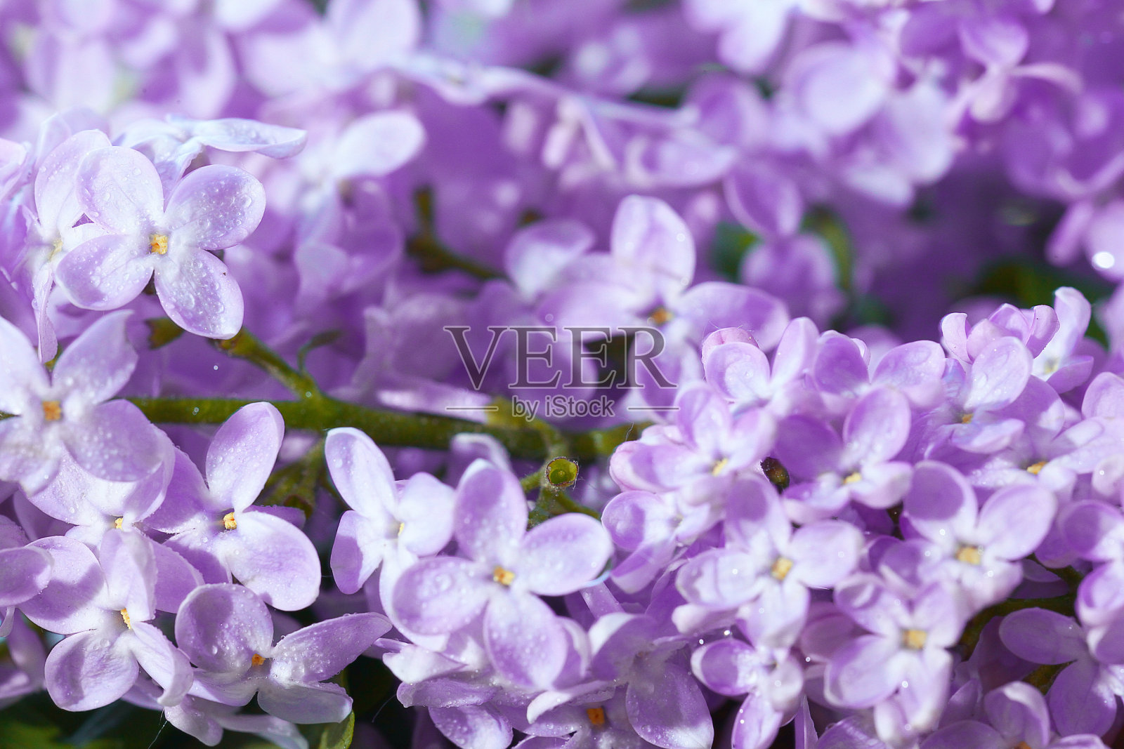 丁香花宏背景照片摄影图片