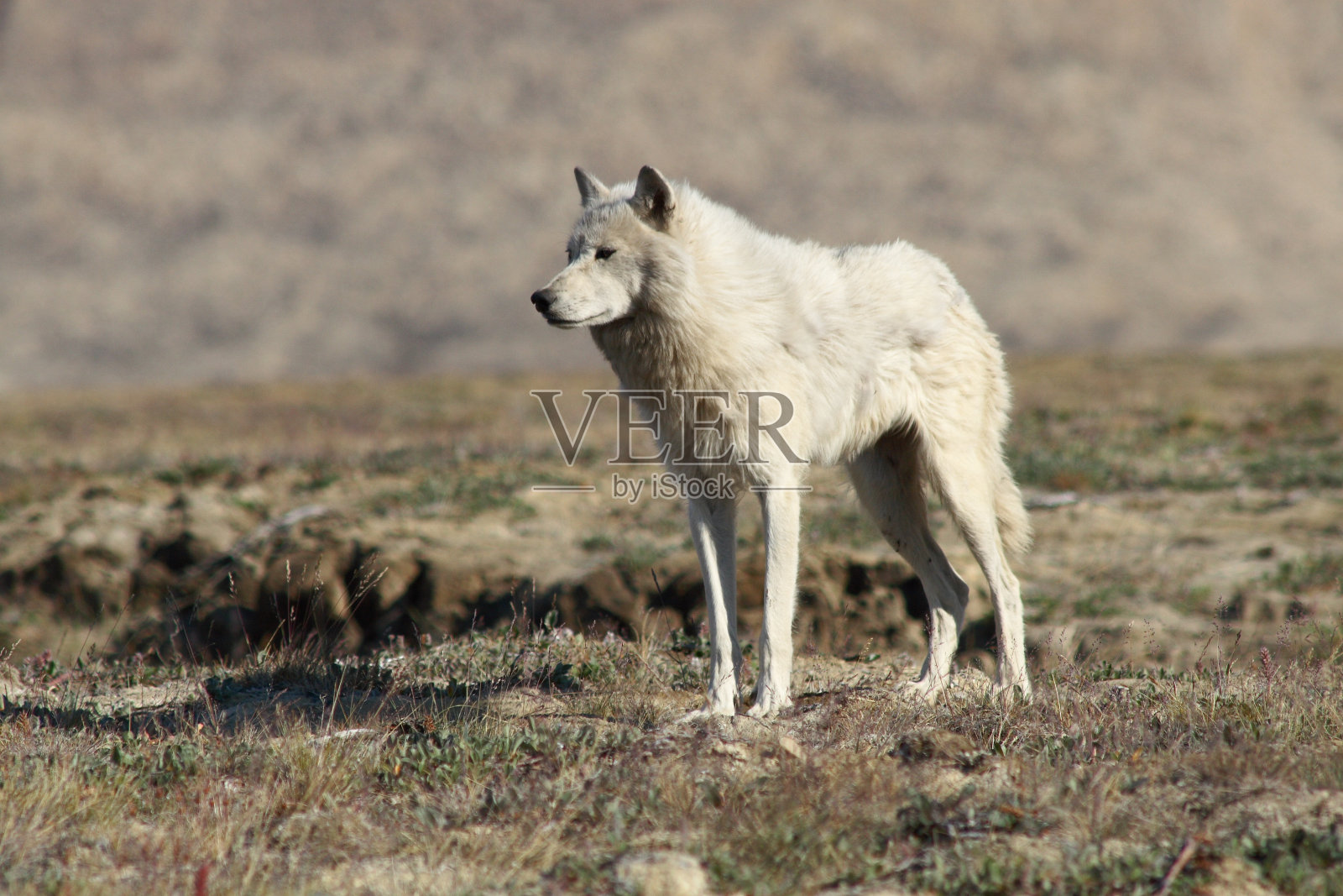北极狼照片摄影图片
