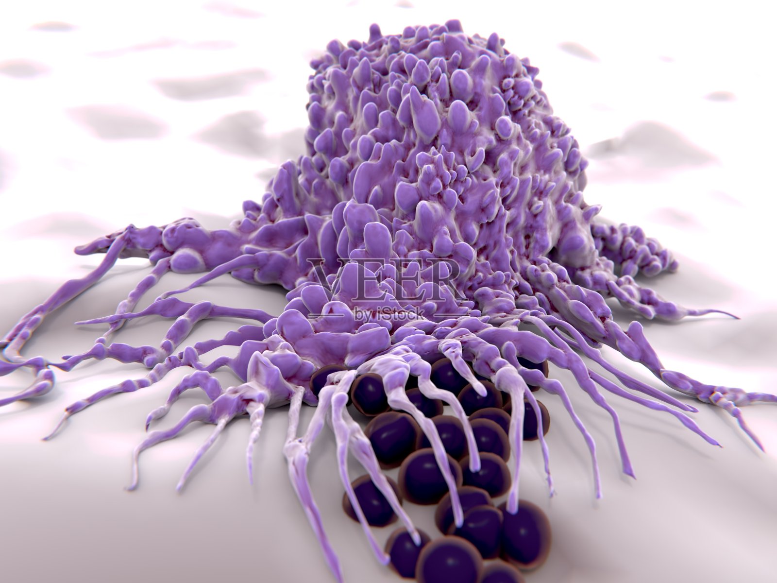 巨噬细胞吞噬细菌(球菌)，3D渲染。照片摄影图片