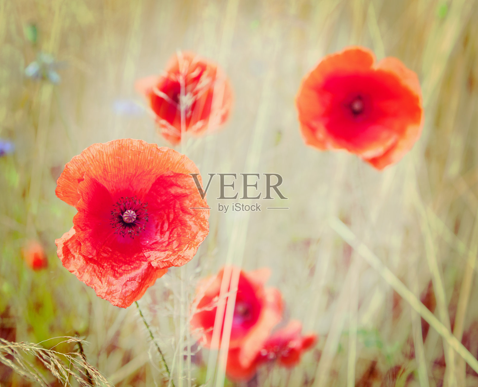 复古风格的罂粟花图片，浅深度的领域。照片摄影图片