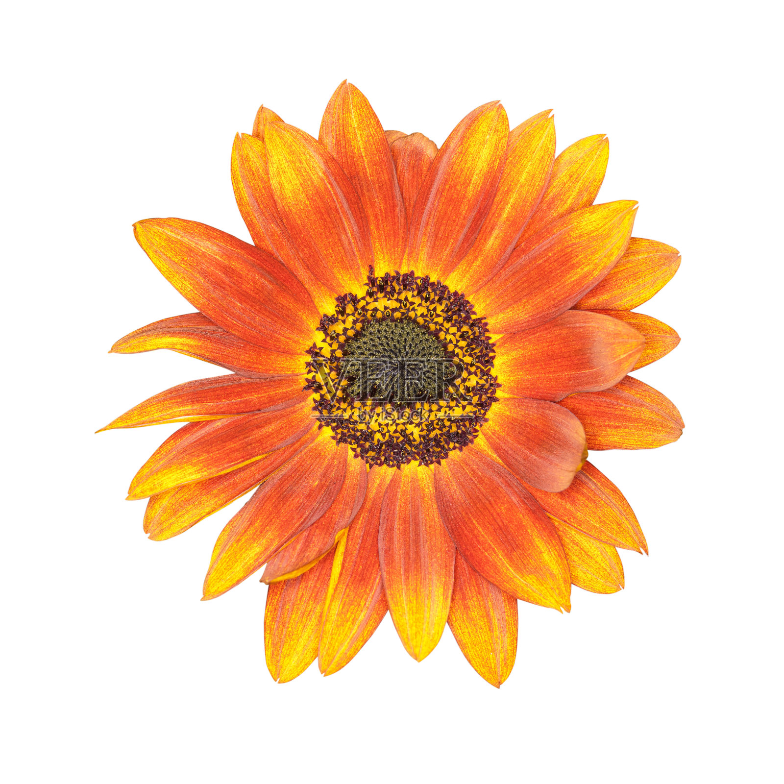 橘色花照片摄影图片