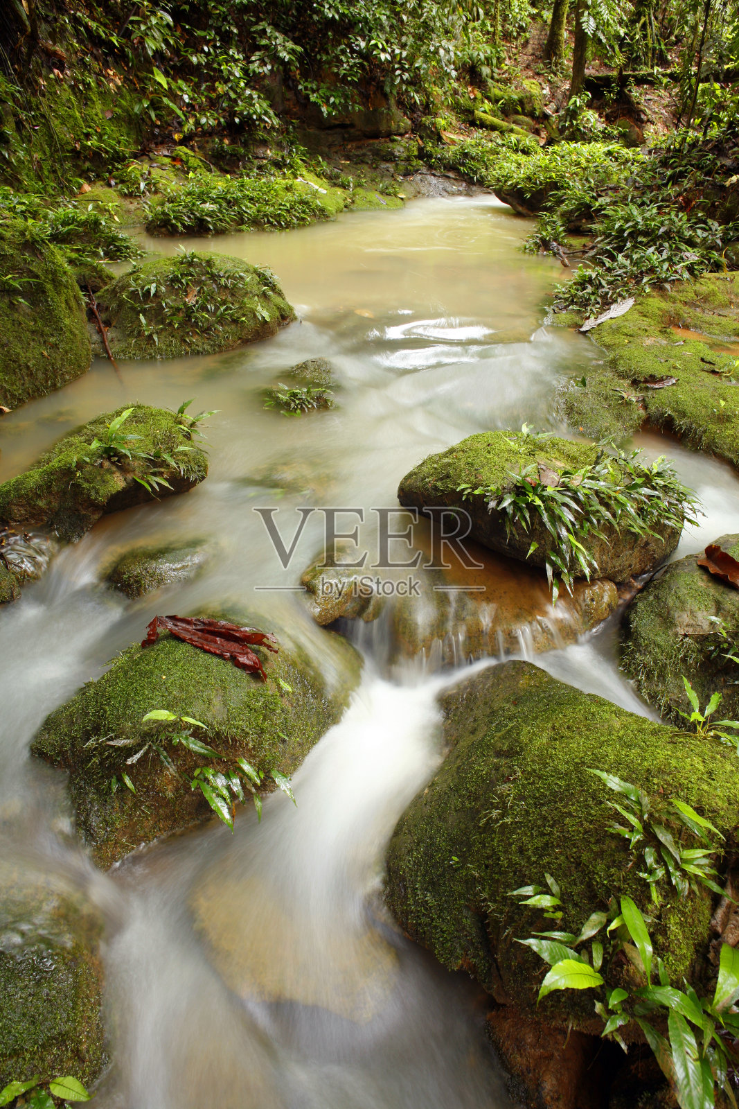 雨林流照片摄影图片