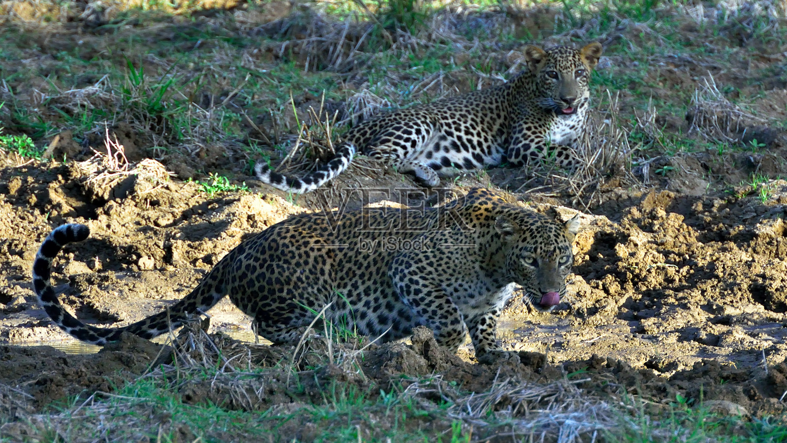 斯里兰卡/亚洲Yala国家公园的豹子和幼崽照片摄影图片