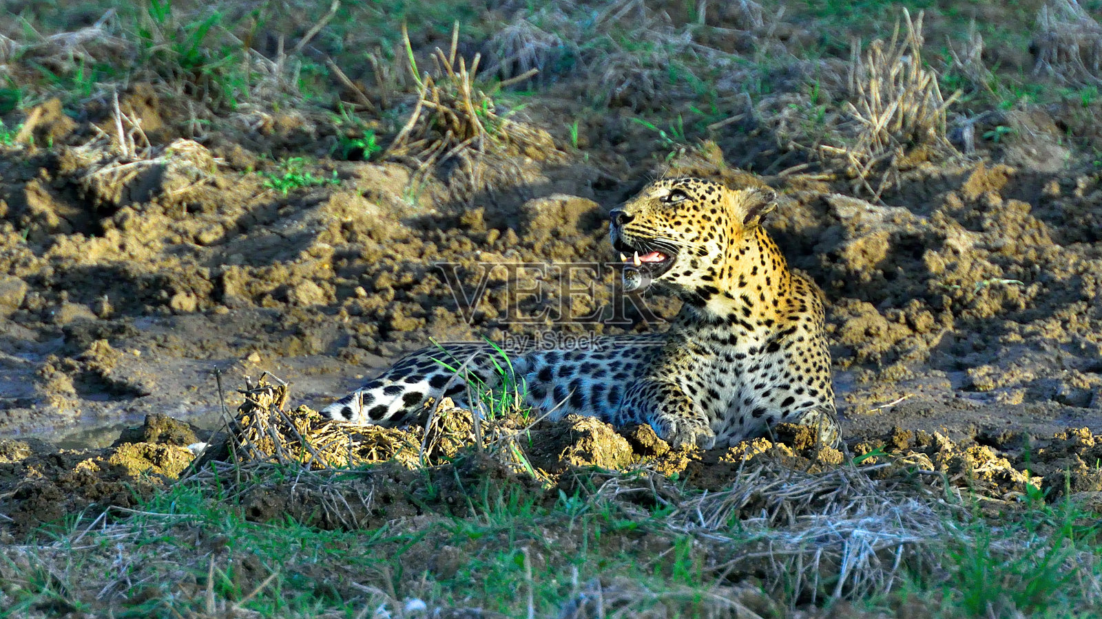 斯里兰卡/亚洲亚拉国家公园的豹照片摄影图片