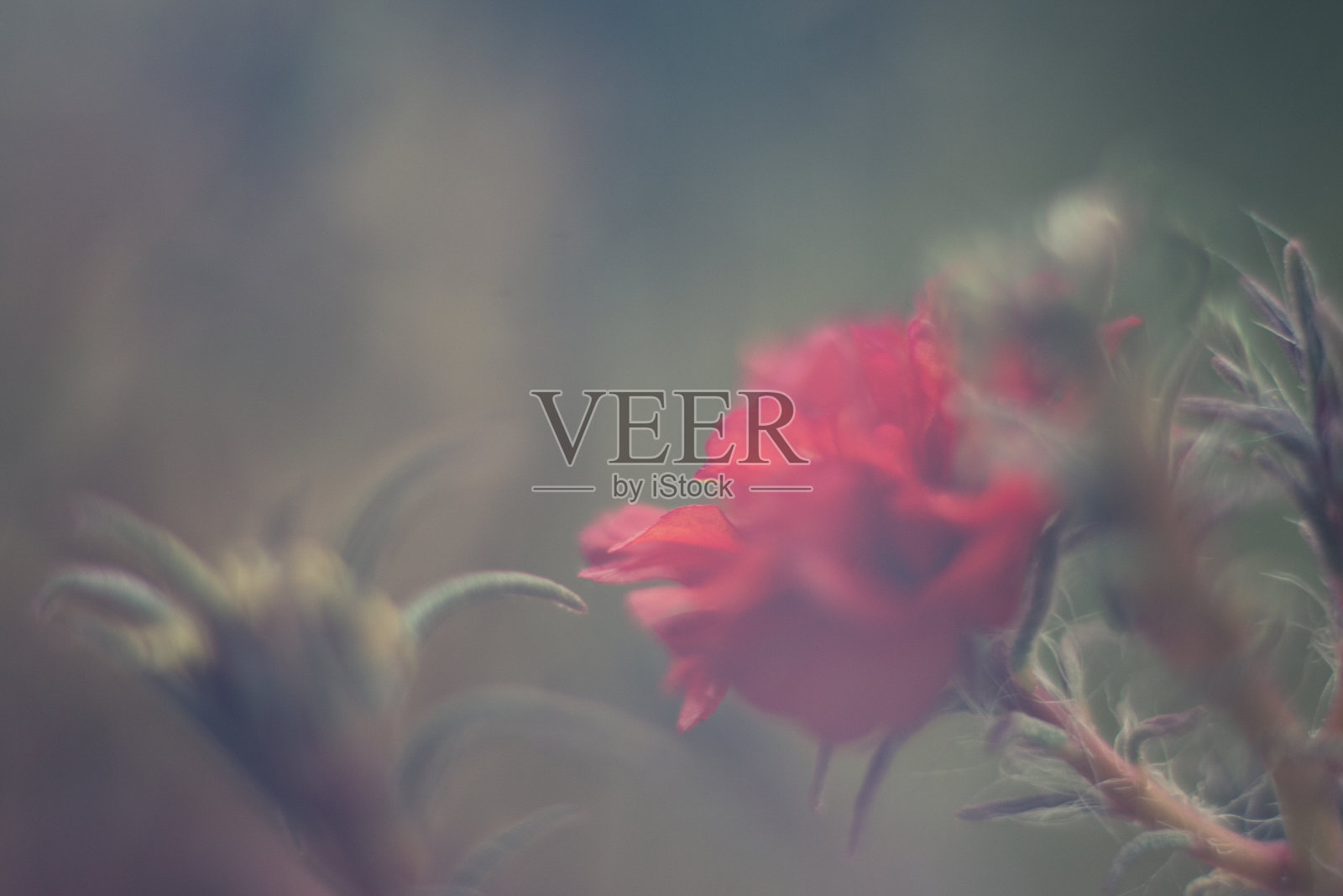 自由放养照片摄影图片