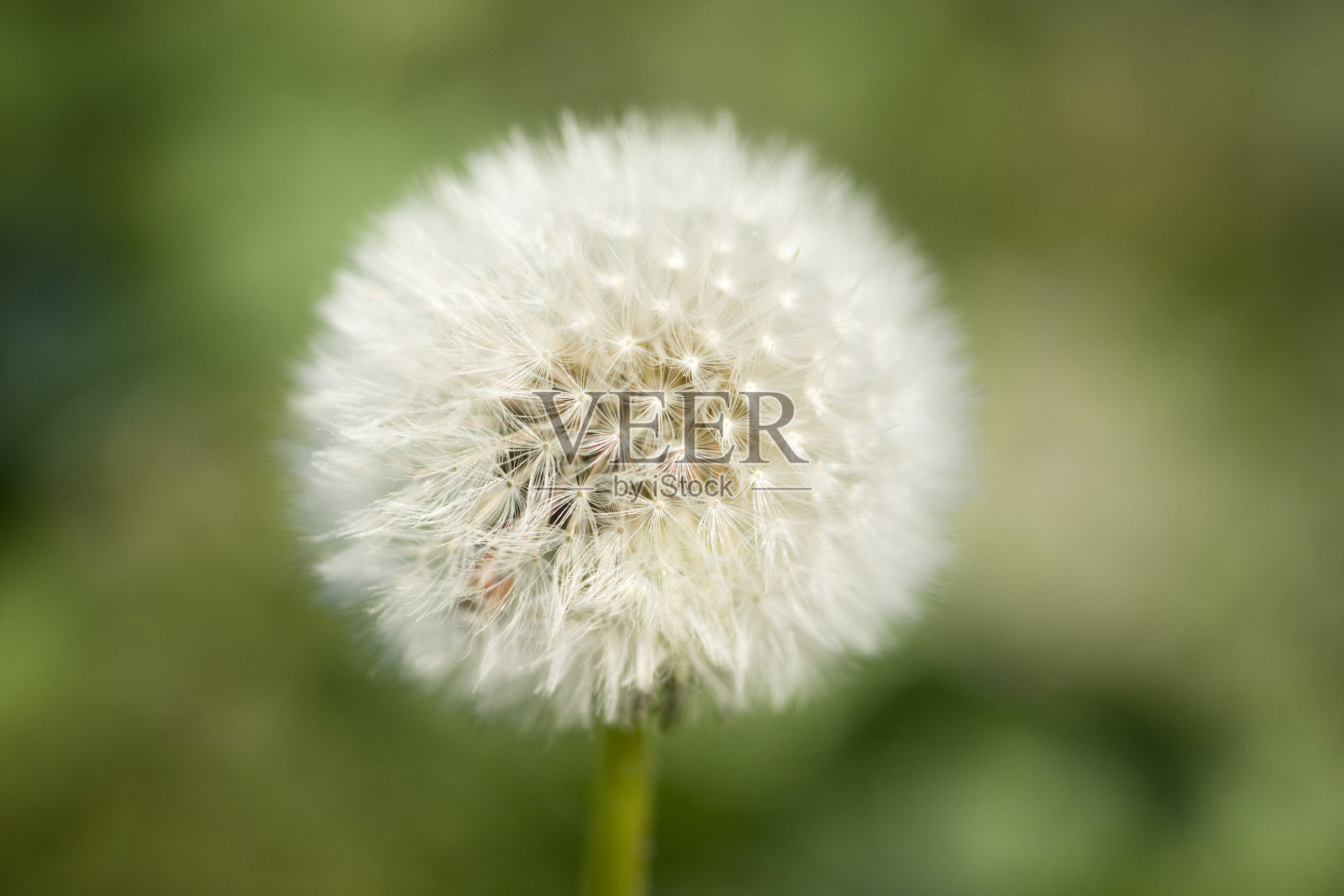 蒲公英照片摄影图片