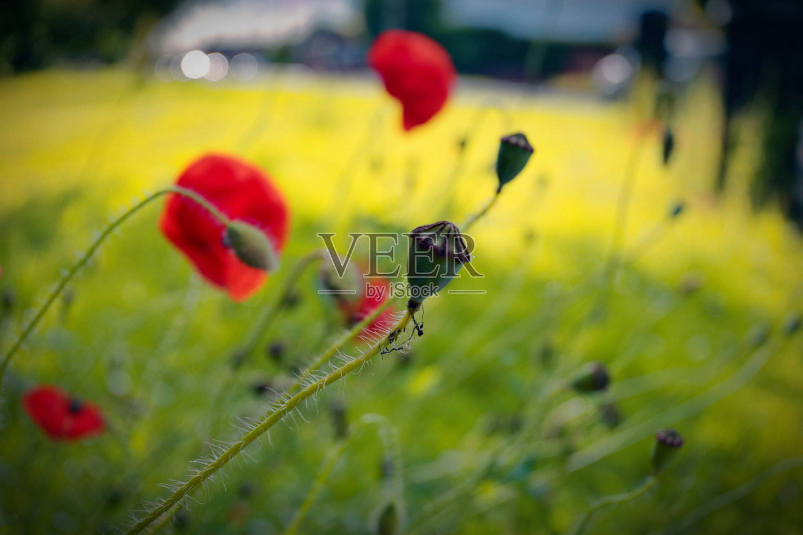 罂粟照片摄影图片