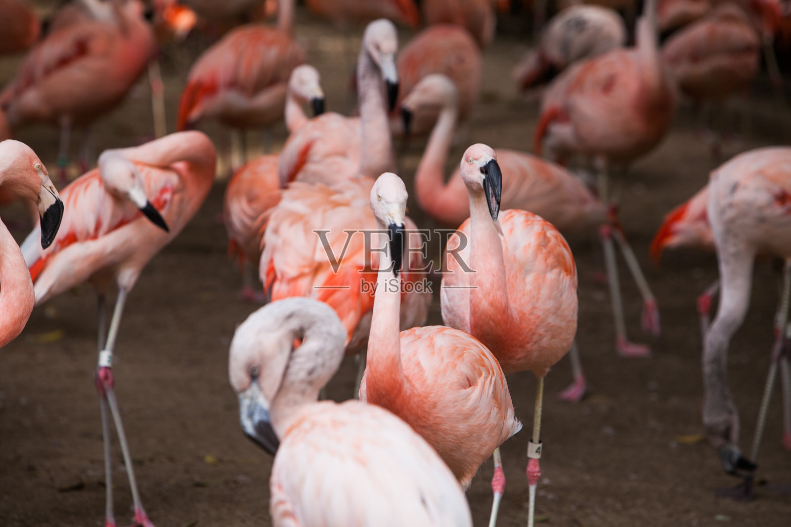自然环境中的一群粉红色火烈鸟照片摄影图片