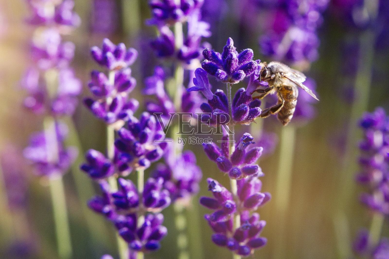 薰衣草与蜜蜂，传粉过程照片摄影图片