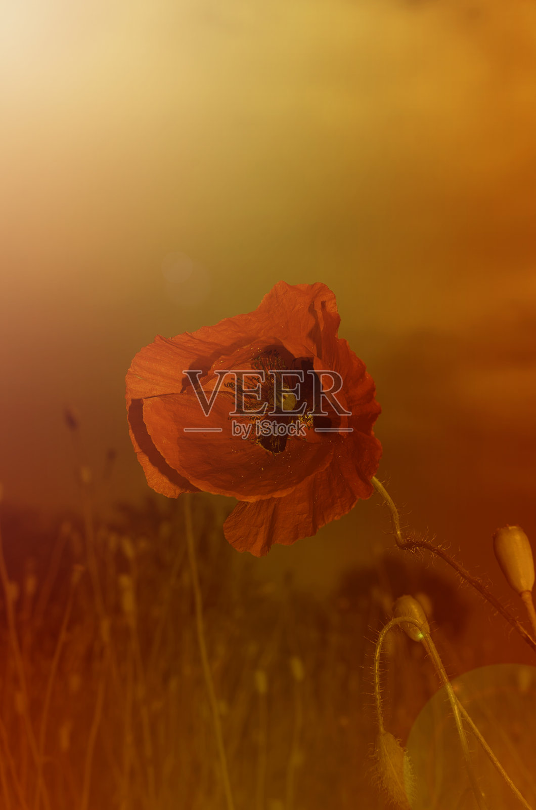 罂粟照片摄影图片