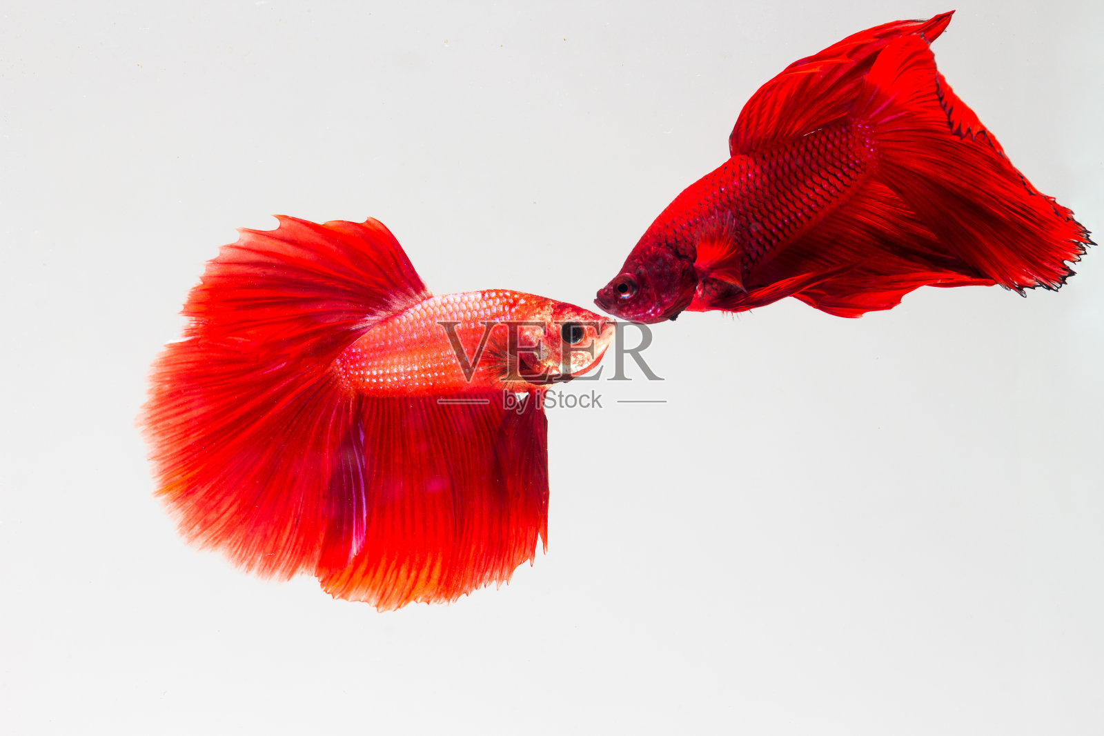 贝塔，暹罗斗鱼照片摄影图片