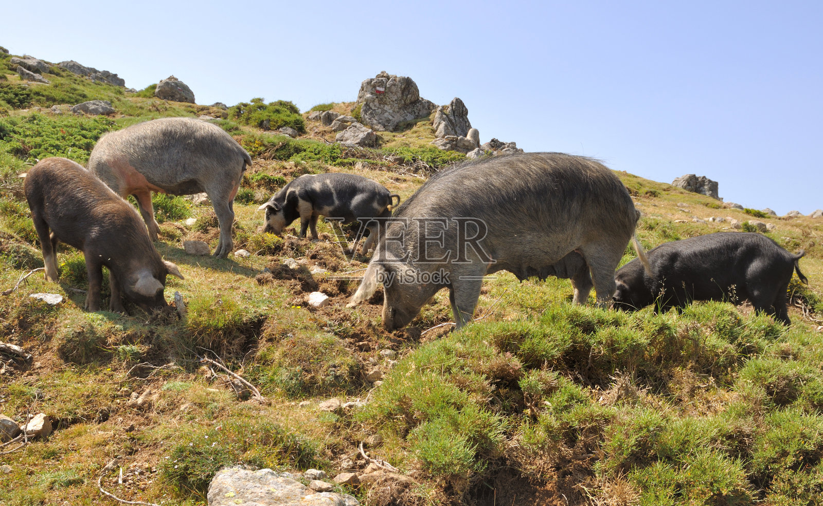 母猪和她的幼崽照片摄影图片