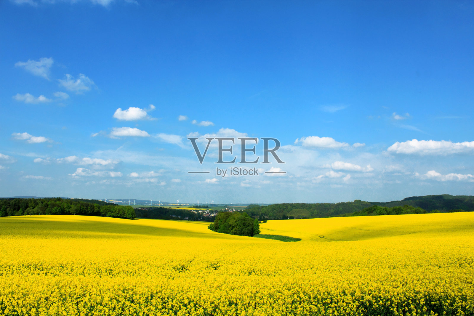 黄油菜籽田照片摄影图片