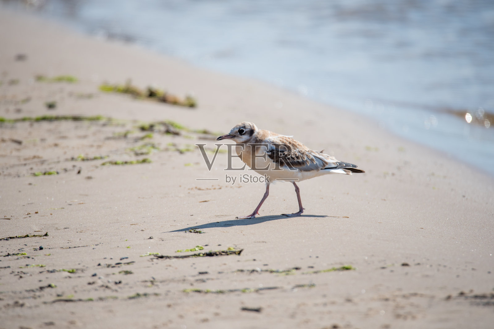 年轻的黑头海鸥走在波罗的海海滩上照片摄影图片
