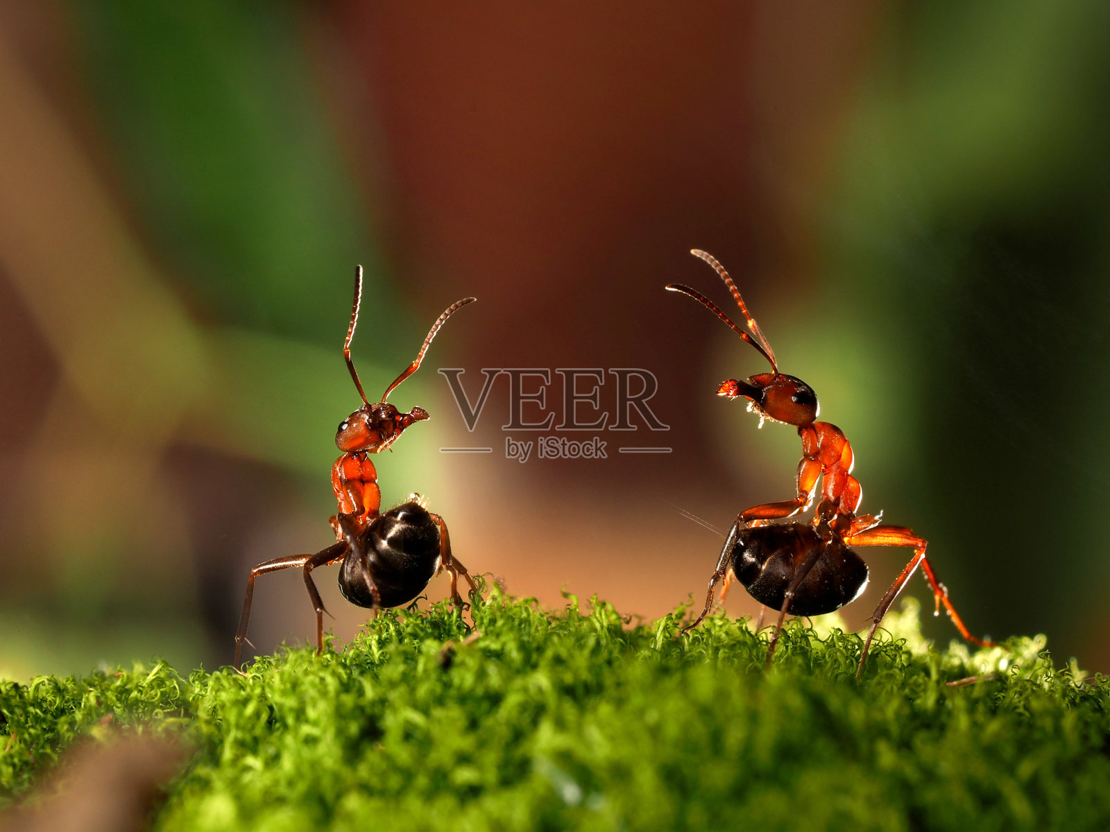两只蚂蚁之战照片摄影图片