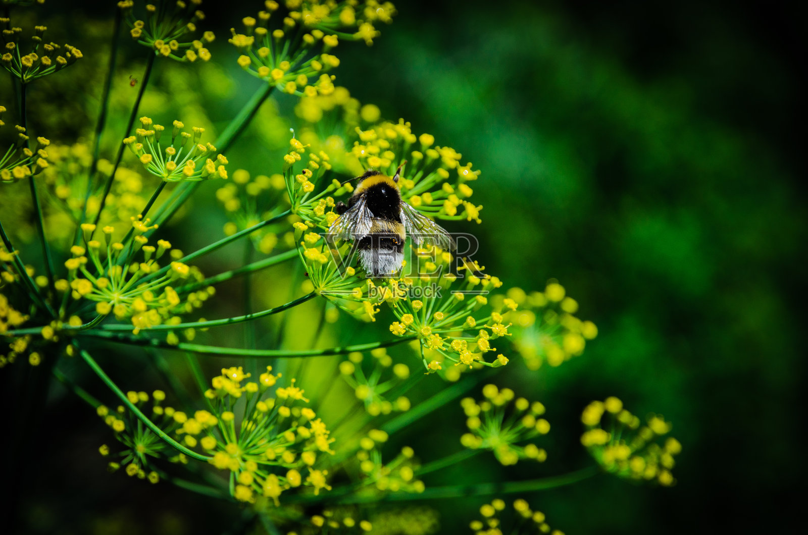 大黄蜂在花上照片摄影图片