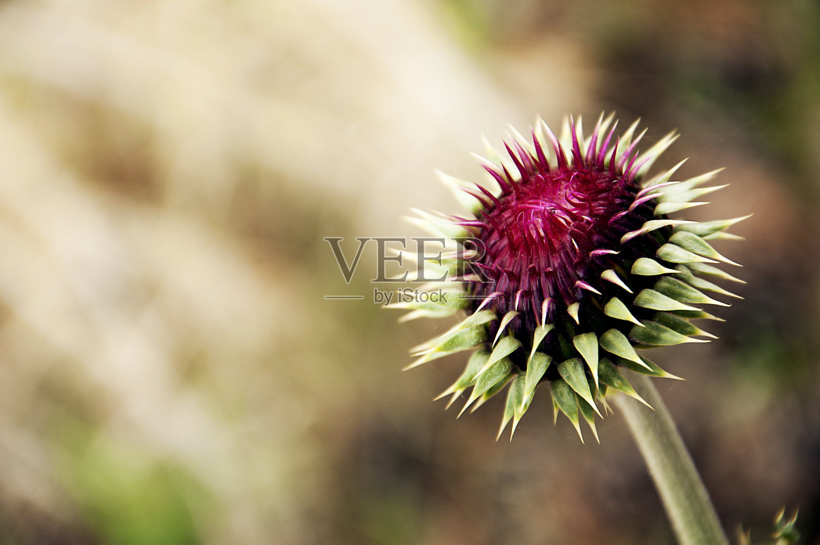 奶蓟草照片摄影图片