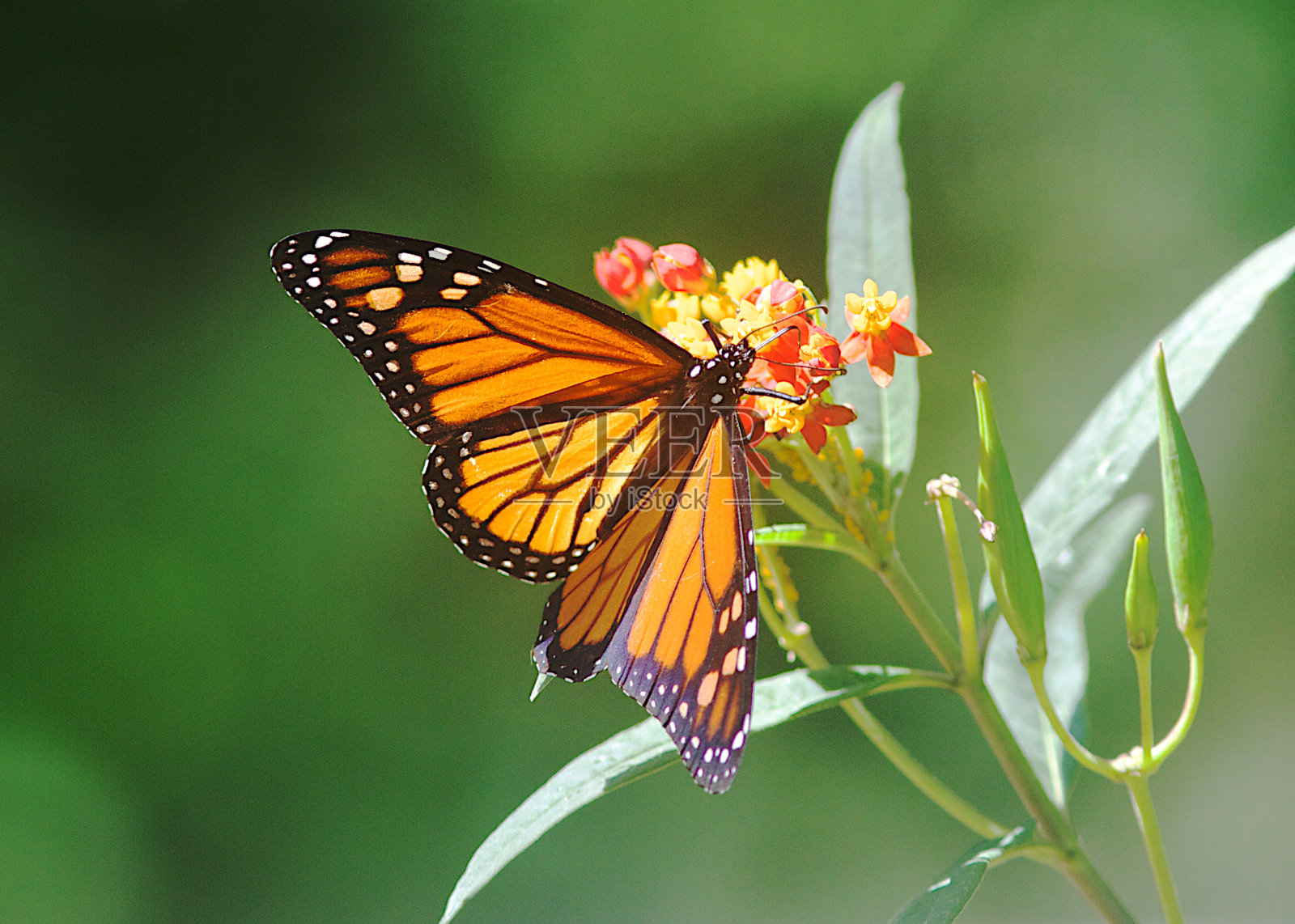 蝴蝶的君主照片摄影图片