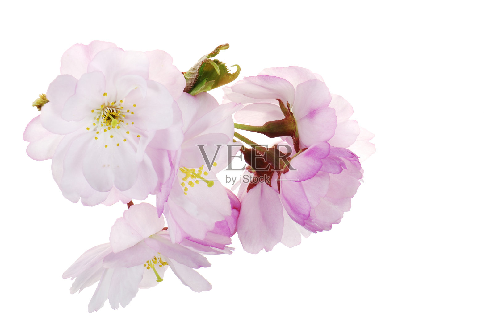 樱花照片摄影图片