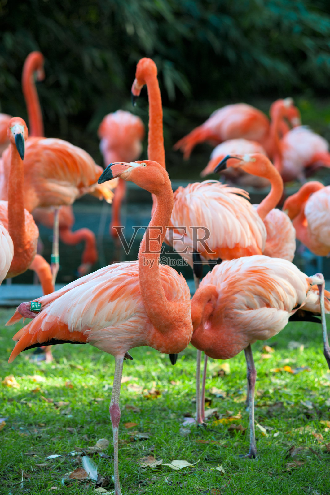火烈鸟照片摄影图片