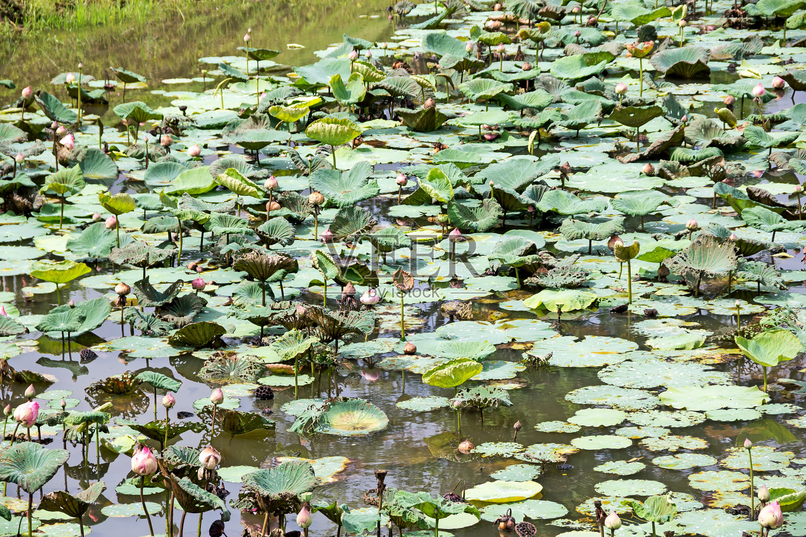 lotus字段照片摄影图片