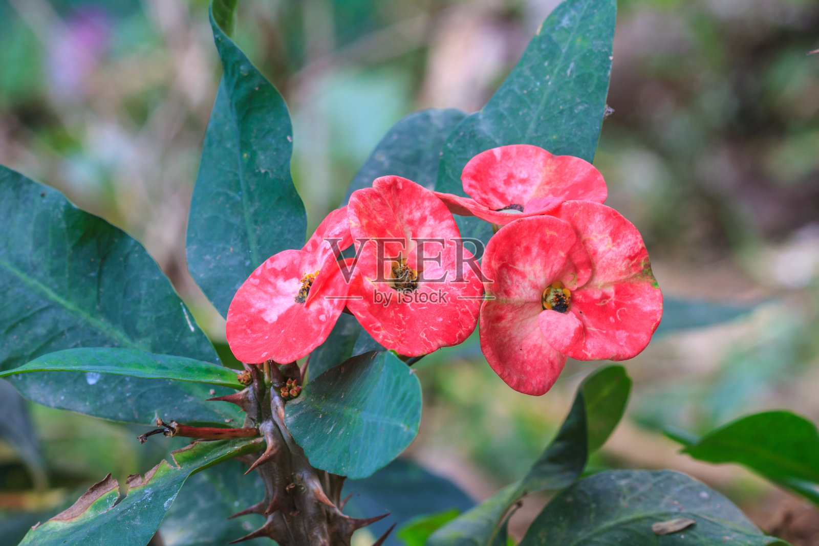 荆棘花冠照片摄影图片