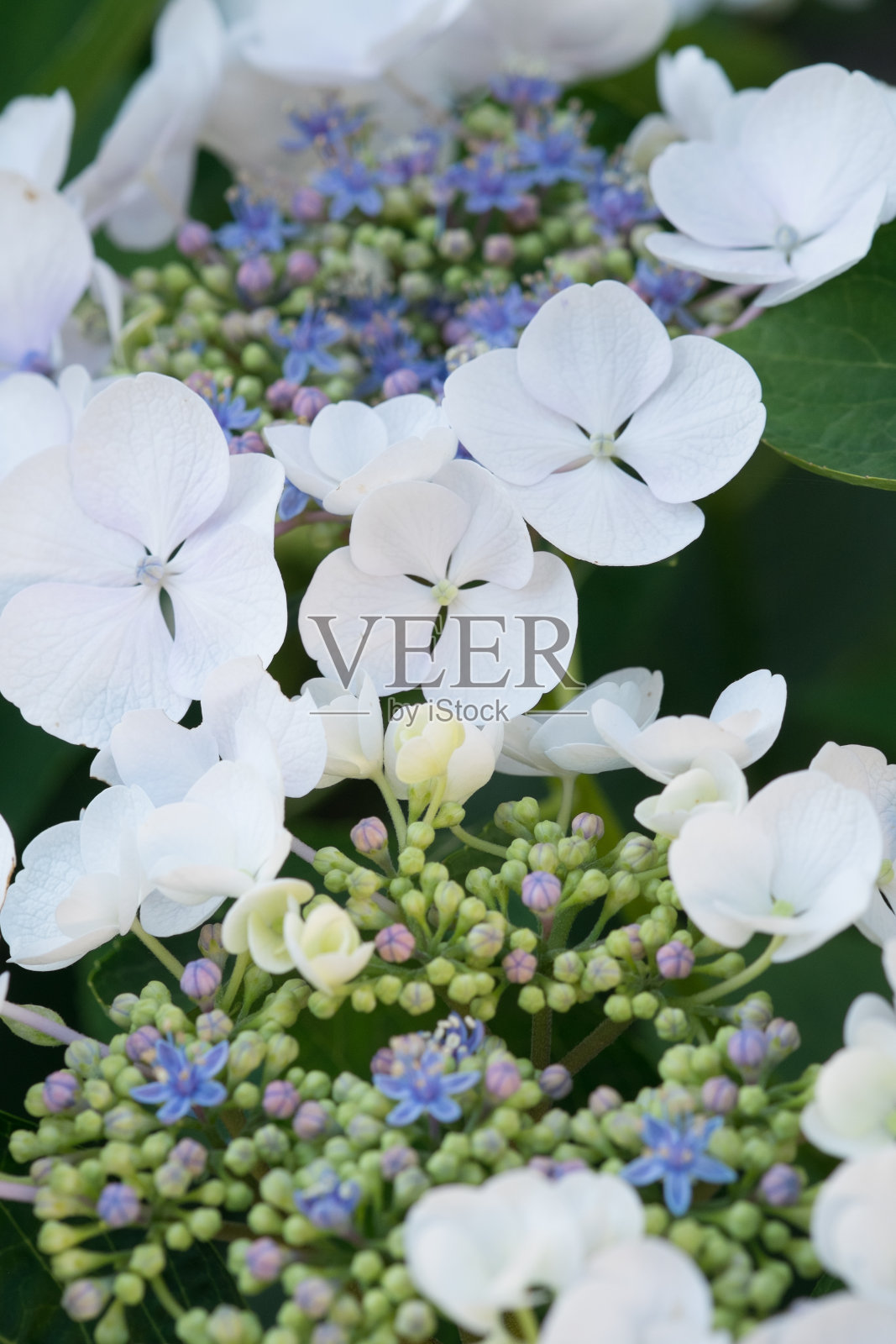 绣球， 霍滕西照片摄影图片