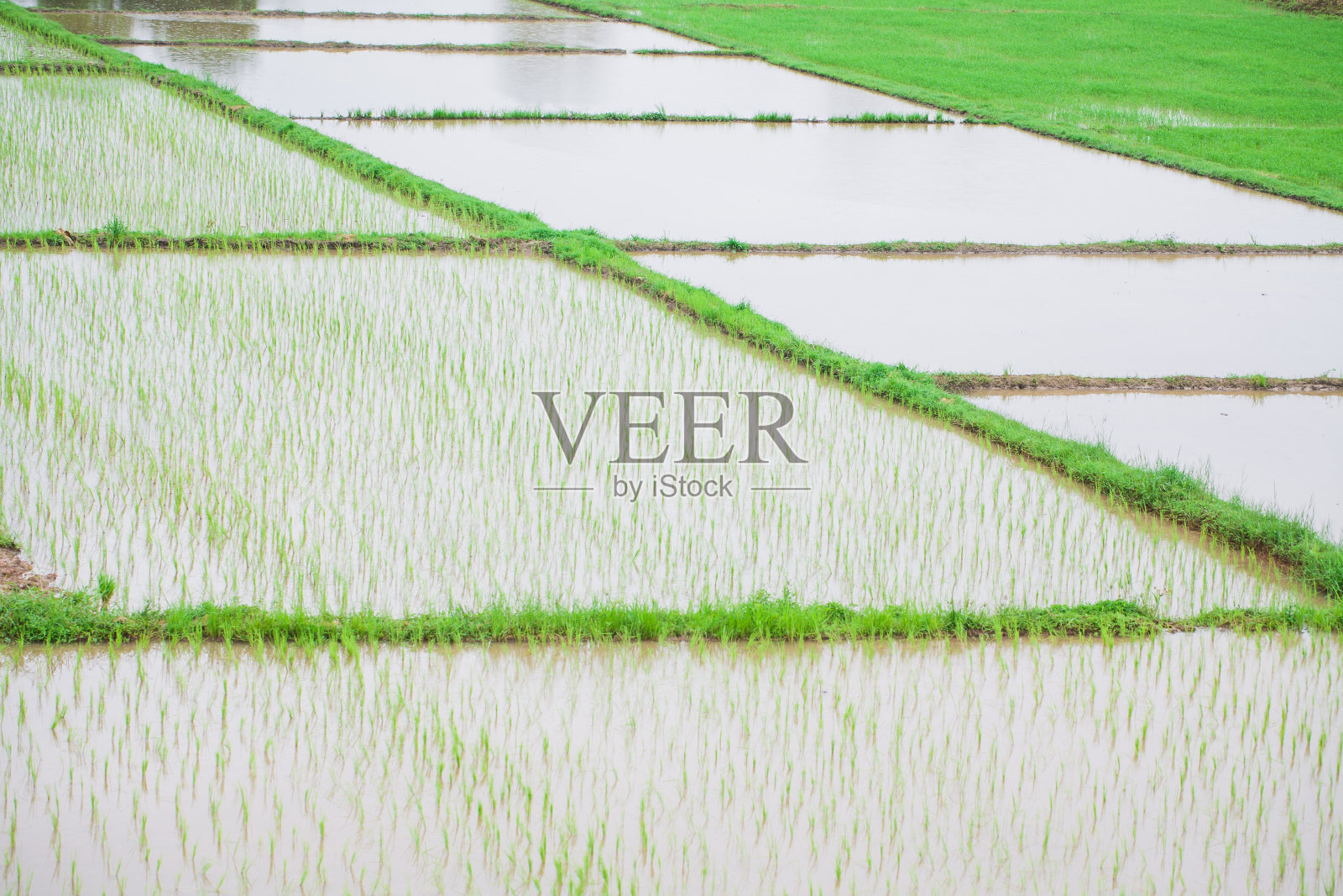 稻田里的水稻照片摄影图片