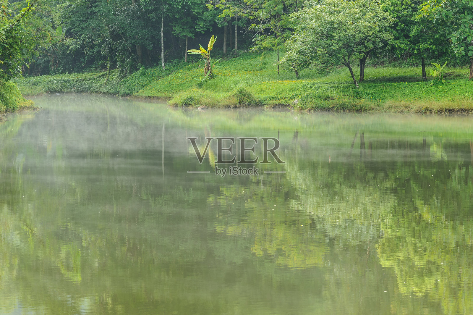 观赏反射自然水树照片摄影图片