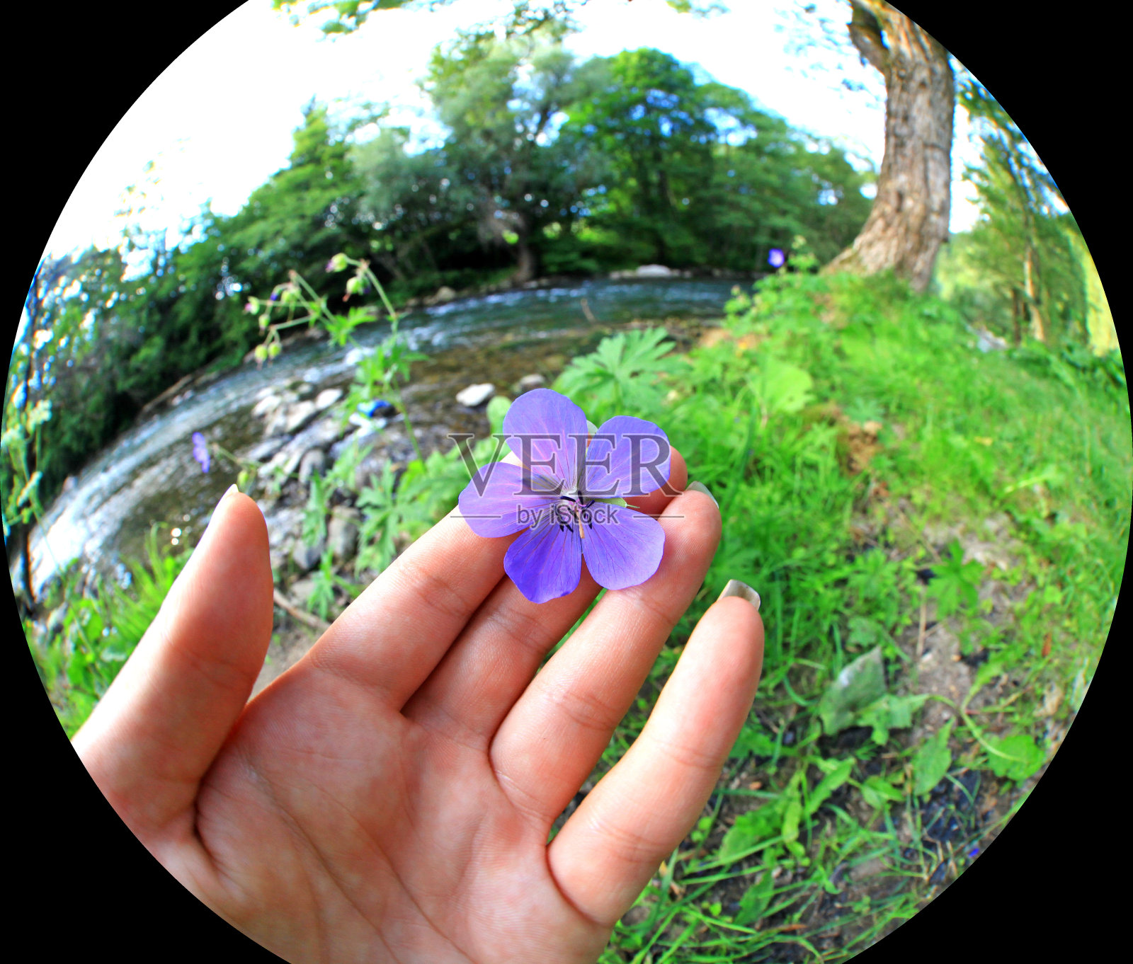 手捧紫罗兰照片摄影图片