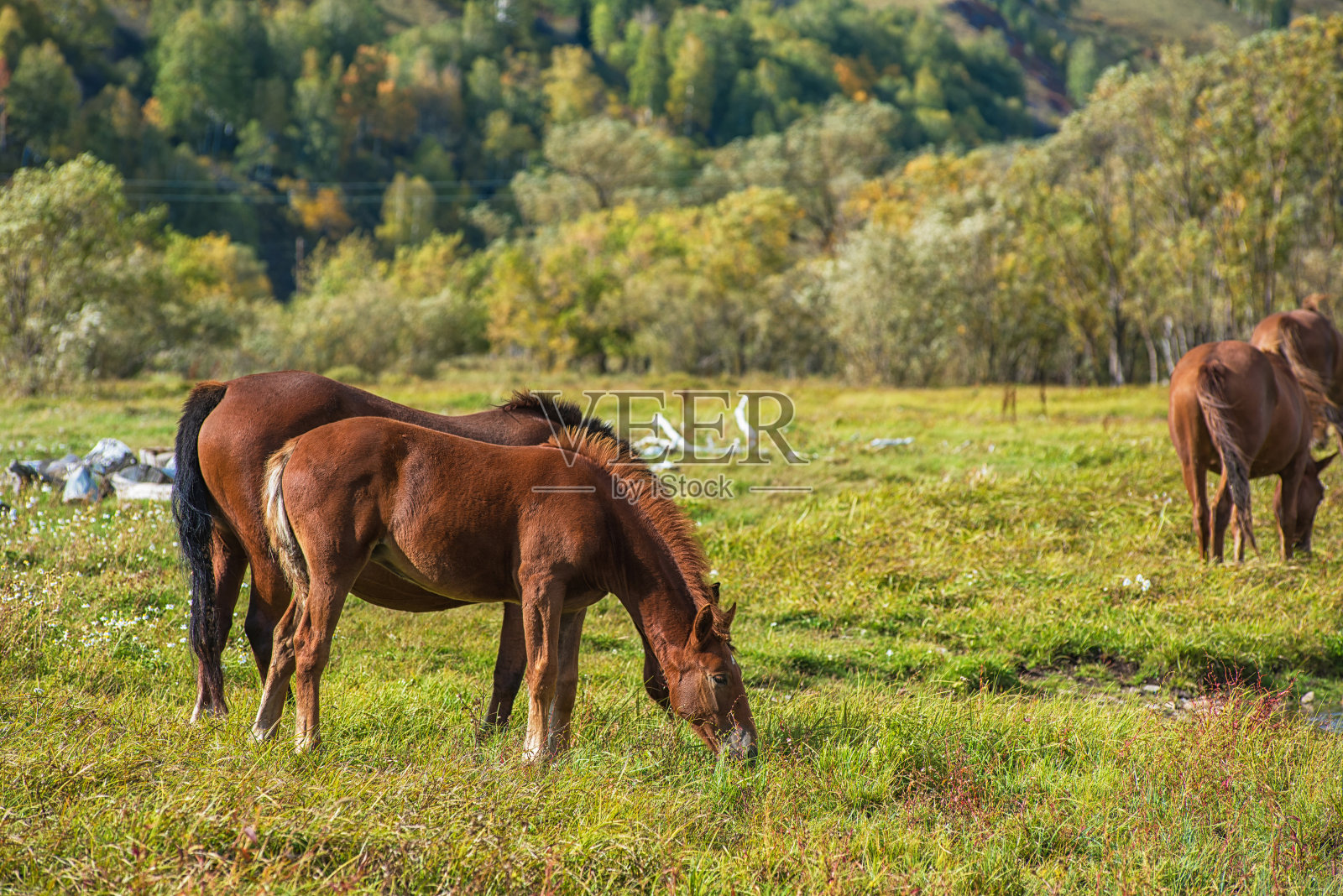 山区牧场的马照片摄影图片