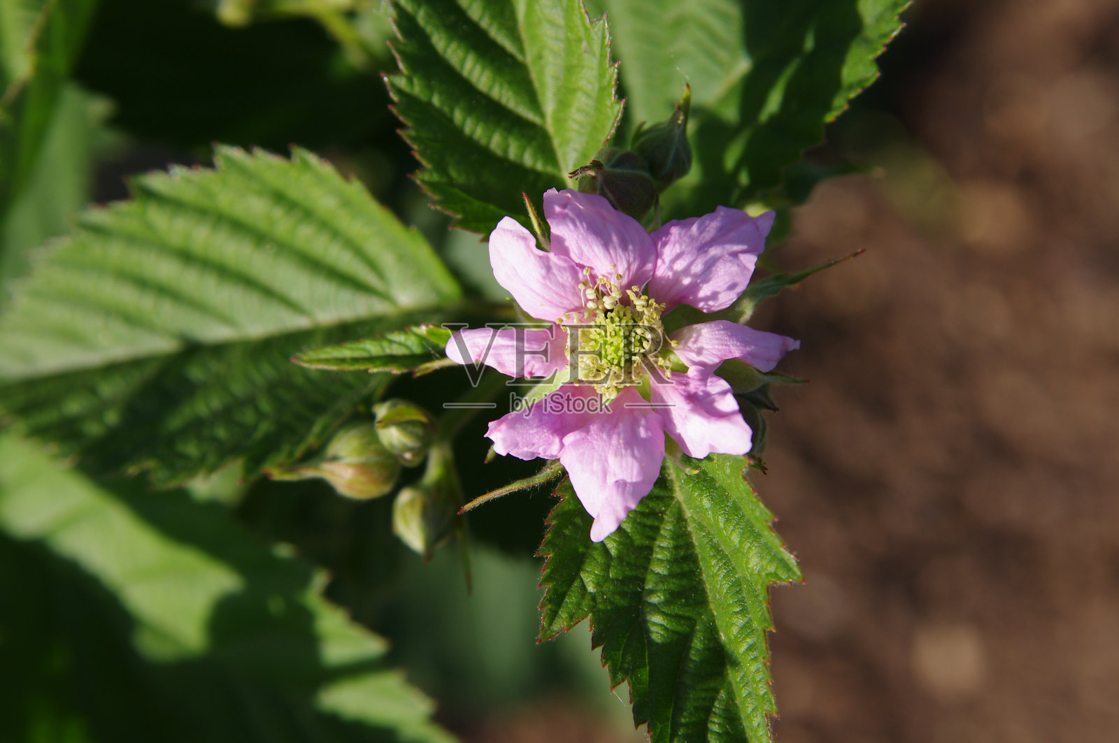 黑莓花上的灌木特写照片摄影图片