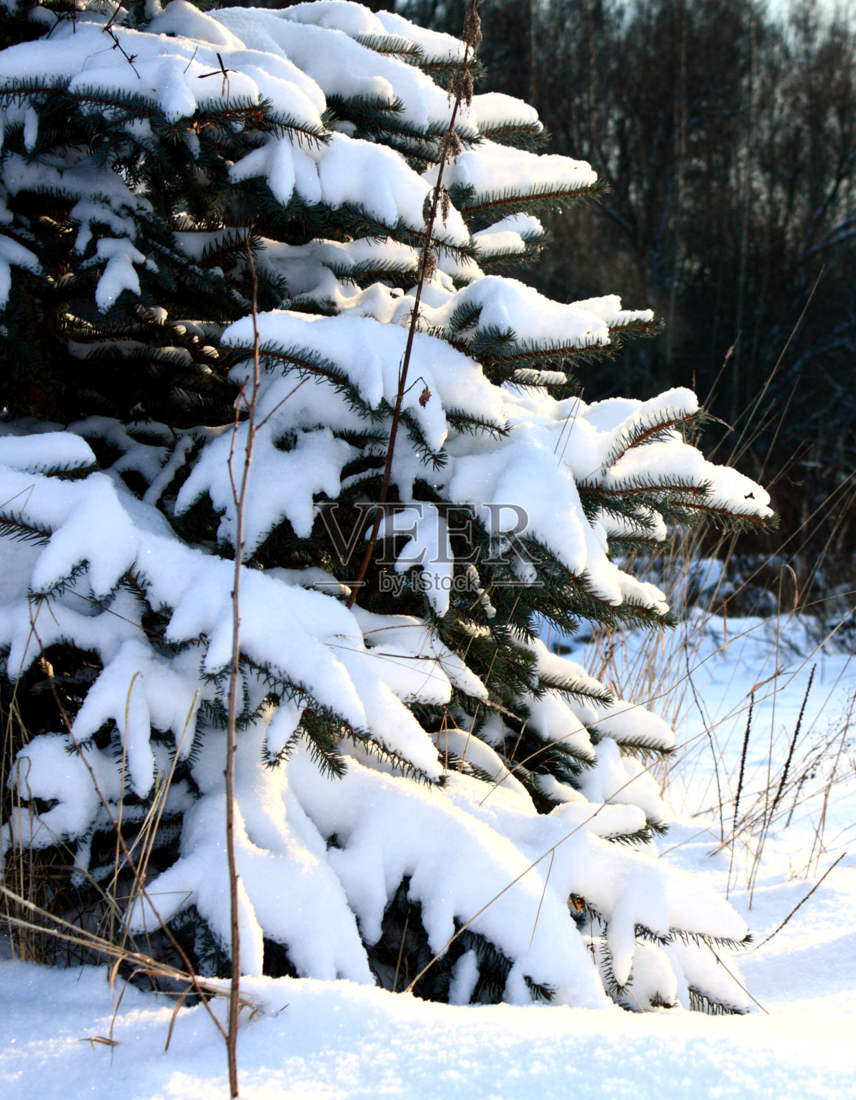 云杉在雪照片摄影图片