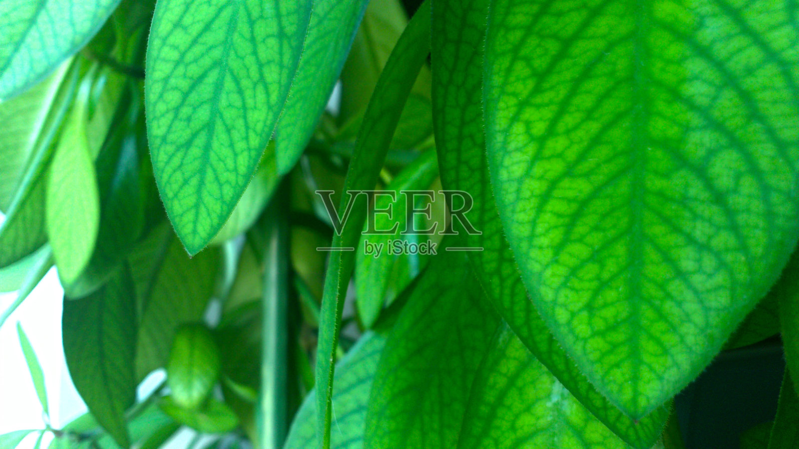 兴奋的格兰特照片摄影图片