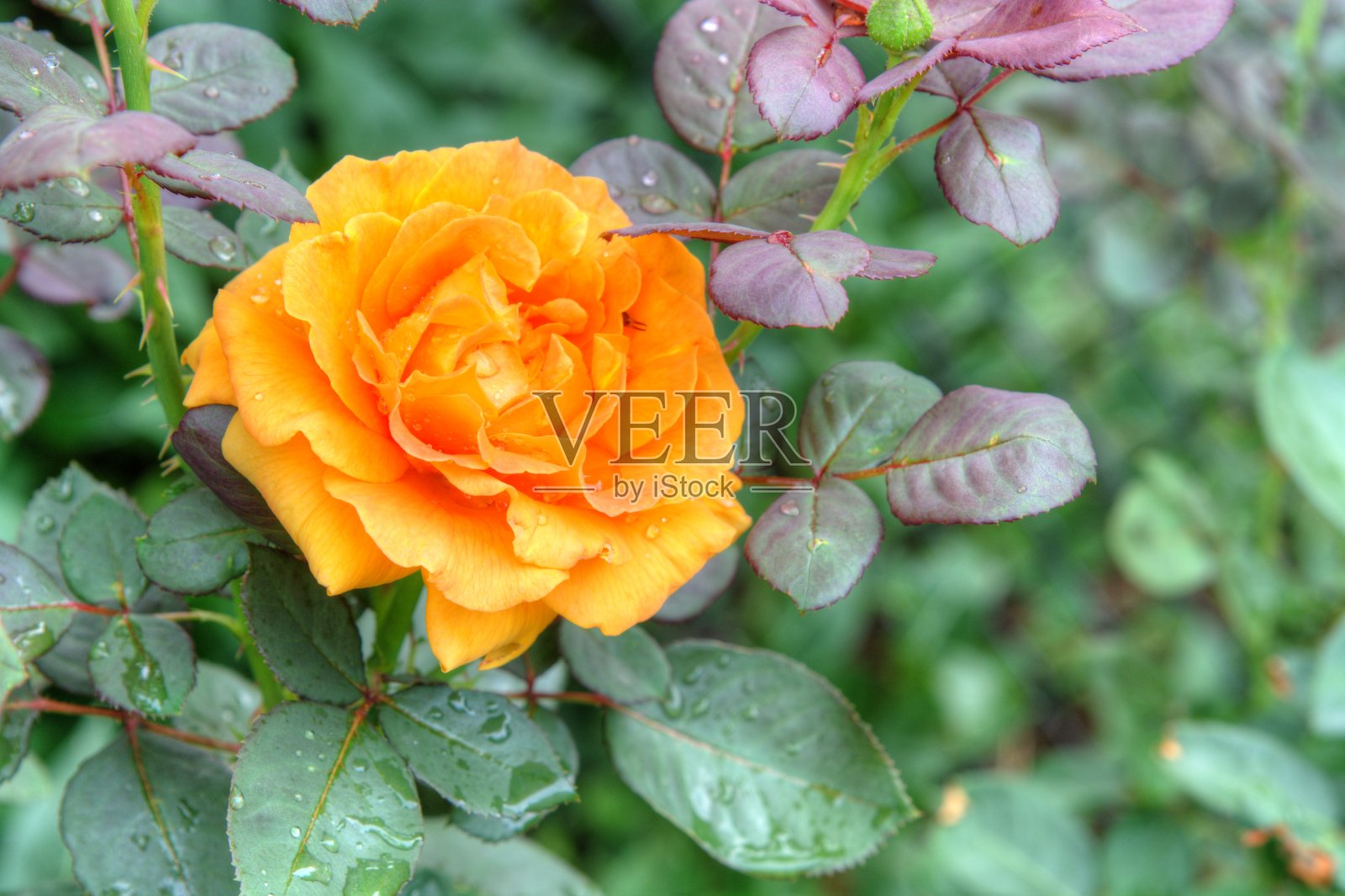 橙玫瑰照片摄影图片