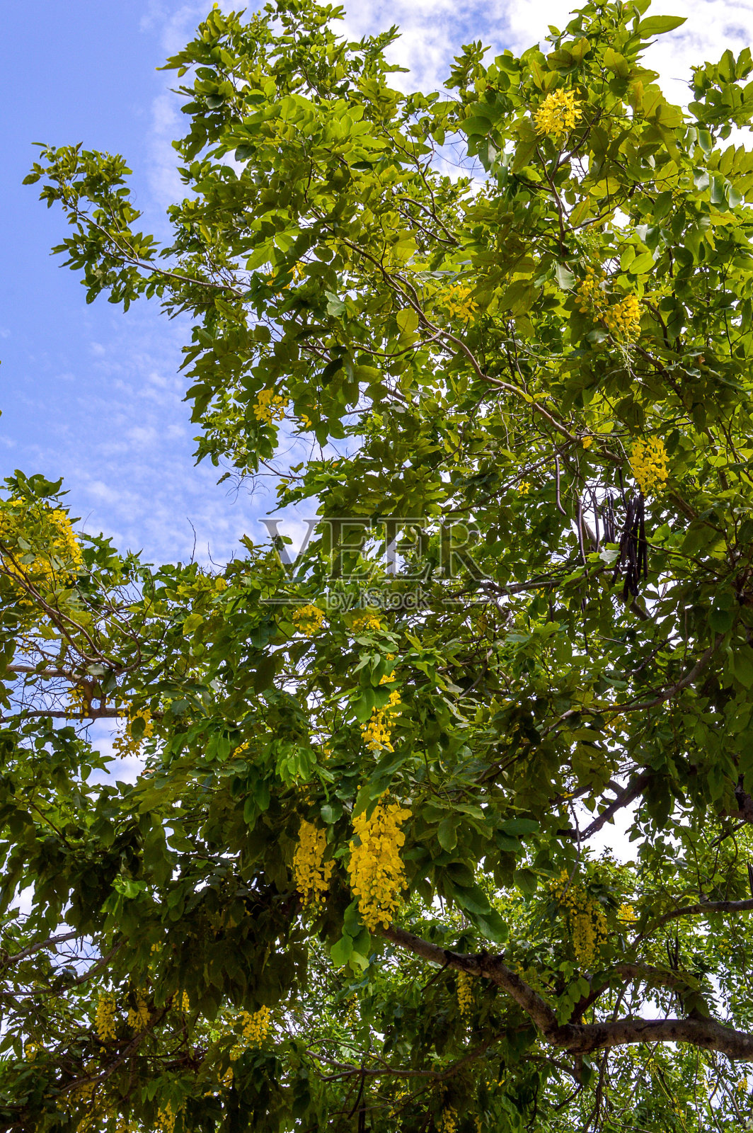金色的淋浴花在花园里照片摄影图片