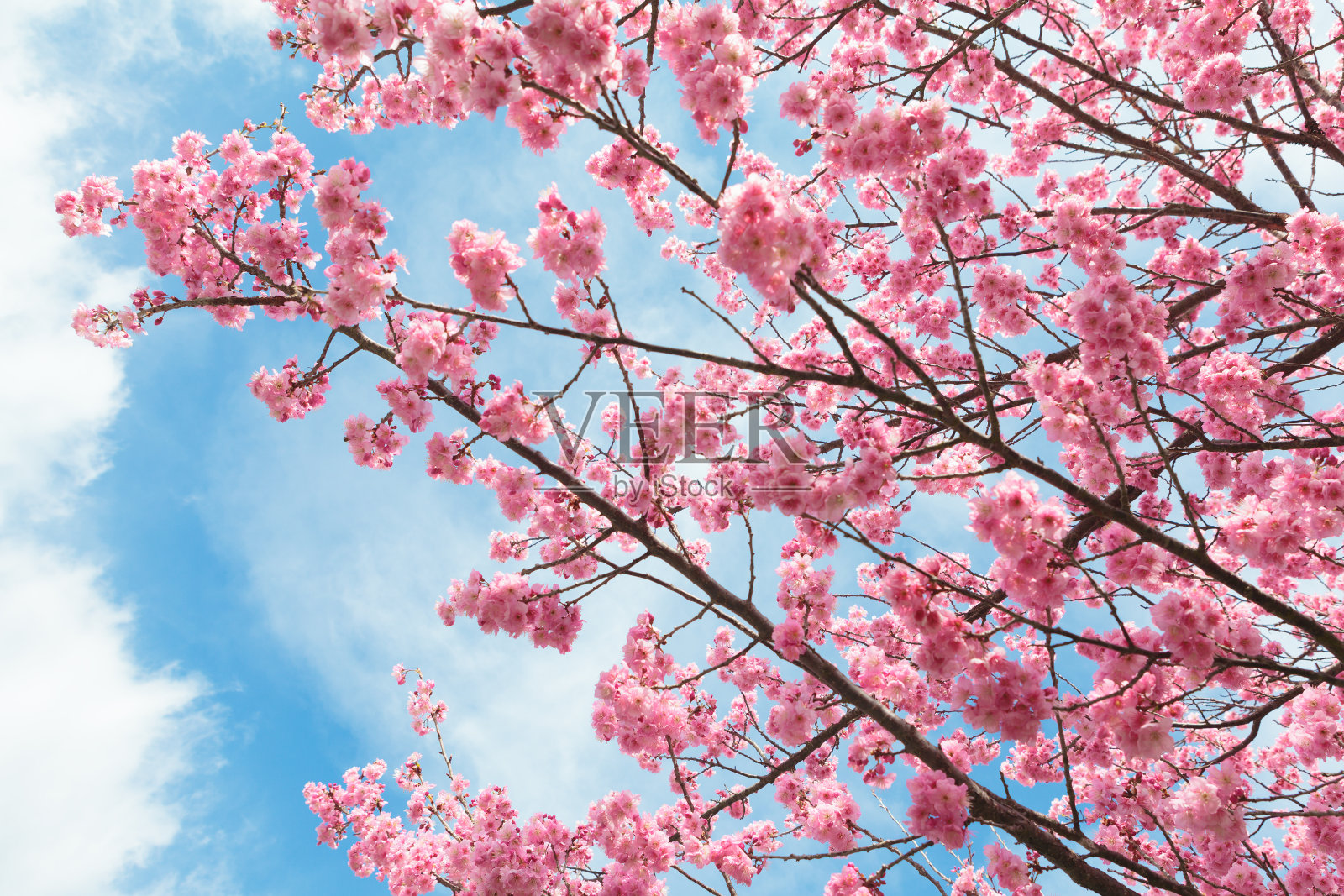 樱桃树开花照片摄影图片