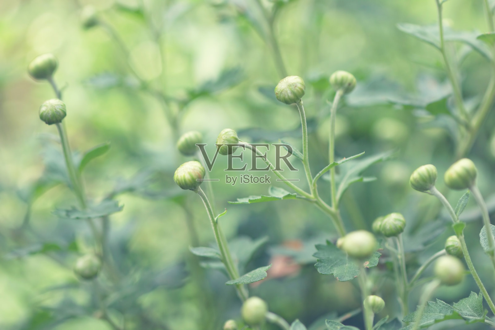 花蕾照片摄影图片