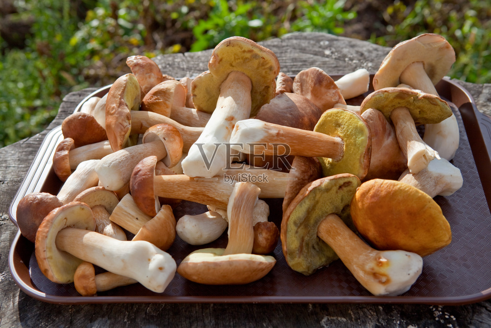 白蘑菇1照片摄影图片