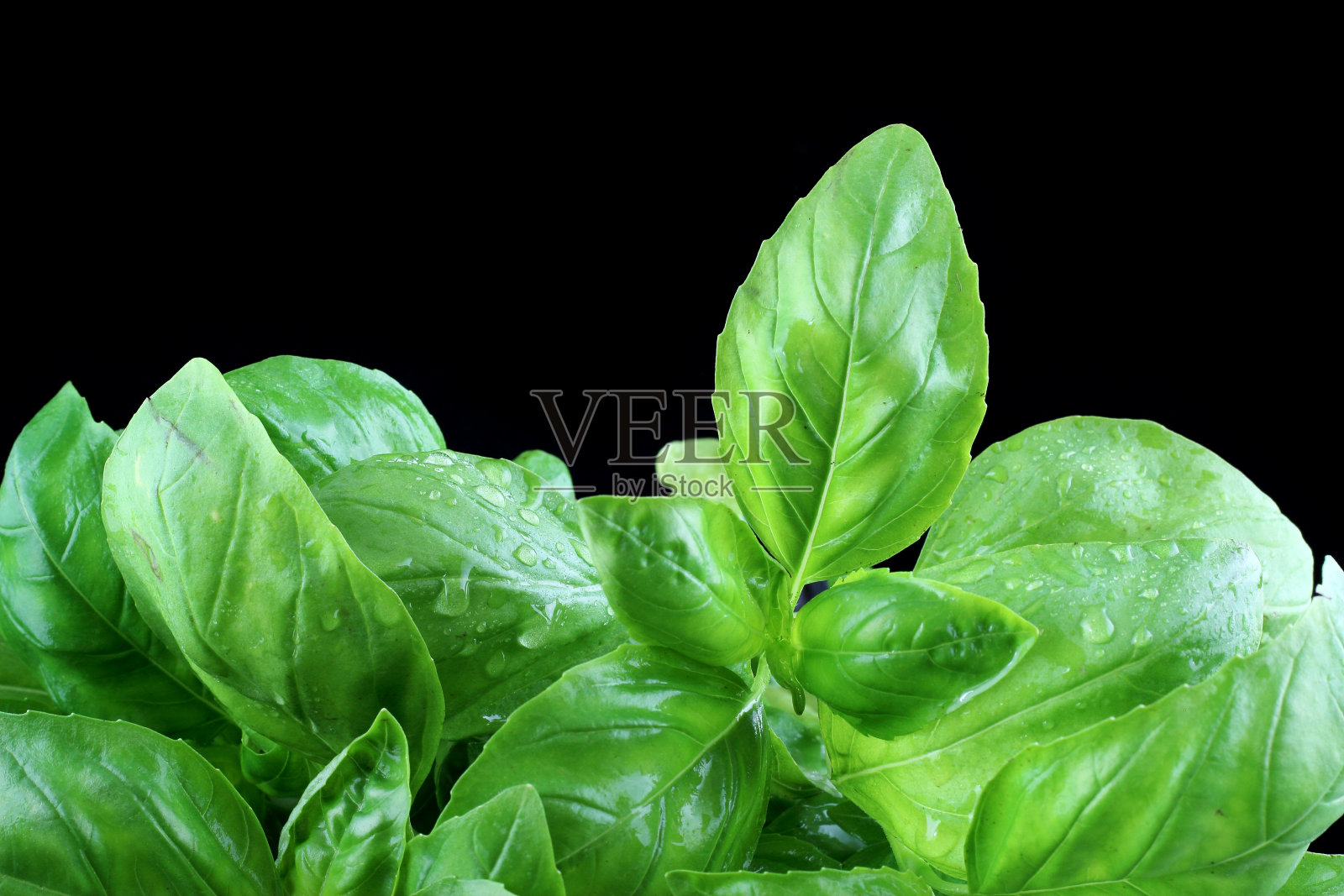 黑色背景的新鲜罗勒照片摄影图片