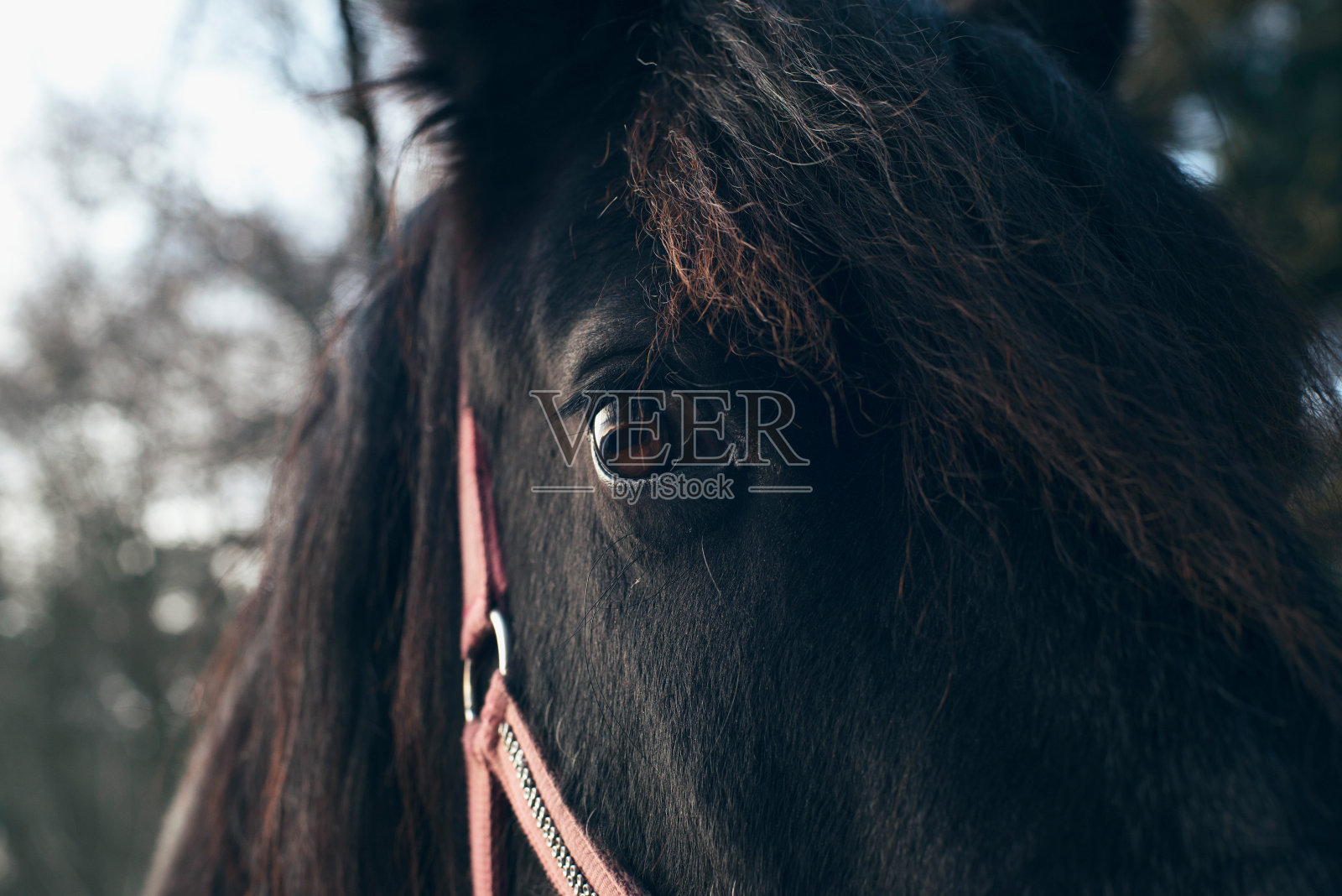 黑马眼睛的特写。照片摄影图片