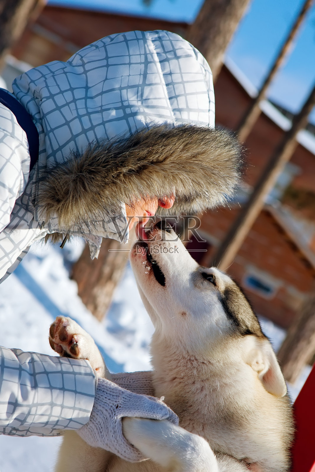 年轻女子拥抱雪橇狗照片摄影图片