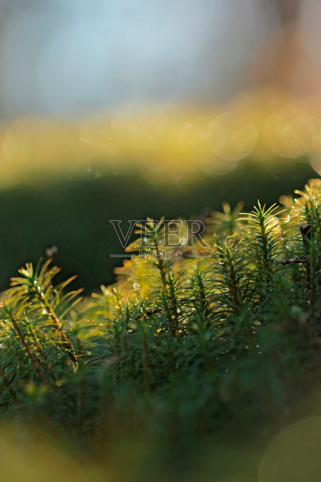 苔藓在森林照片摄影图片