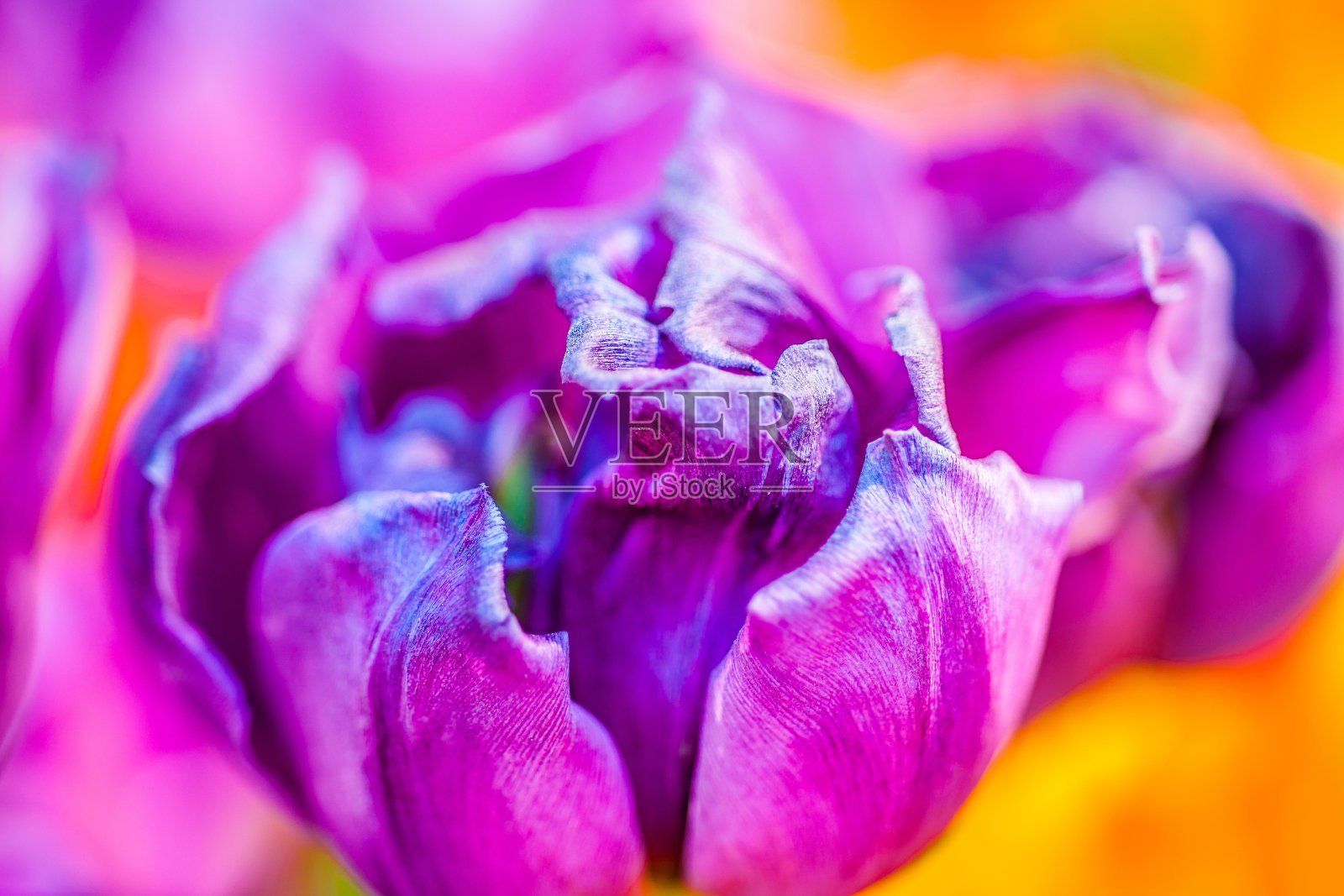 五彩缤纷的郁金香在春天盛开照片摄影图片